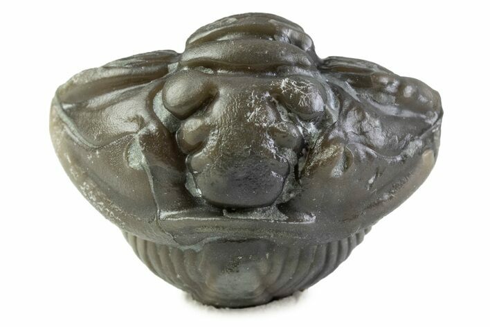Wide Enrolled Flexicalymene Trilobite - Mt Orab, Ohio #375057